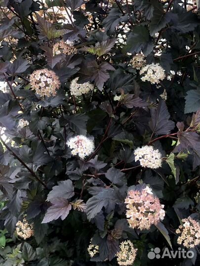 Пузыреплодник ред Барон