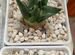 Ariocarpus trigonus - Ариокарпус треугольный