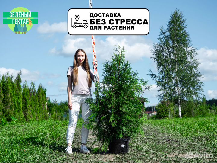 Туи брабант 120 см свежая копка 2023