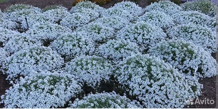 Доставка Алиссум Сноу Принцесс вегетативный и др