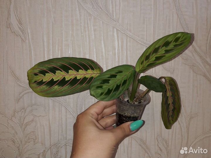 Маранта триколор разные размеры