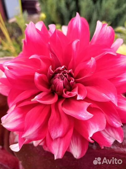 Георгины клубни