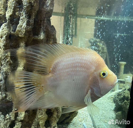 Рыба цихлида попугай