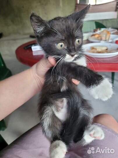 Кошка в дар