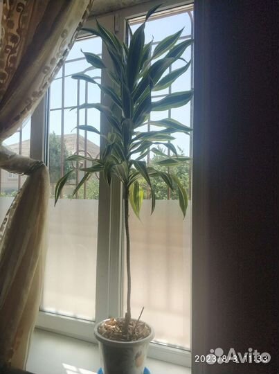 Драцена пальма