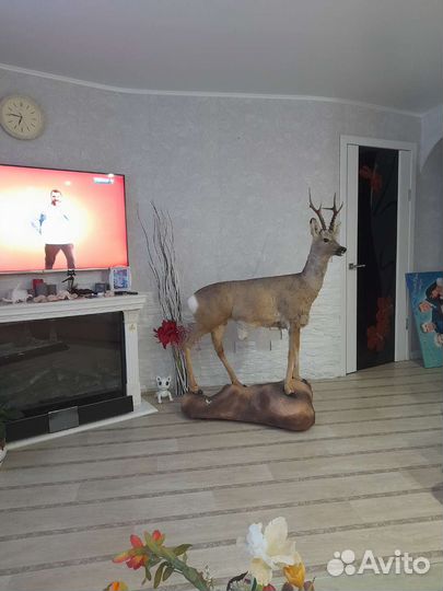 Чучело косули