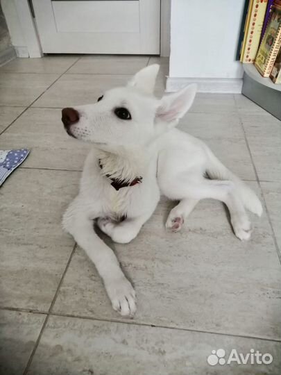 Щенок в добрые руки бесплатно