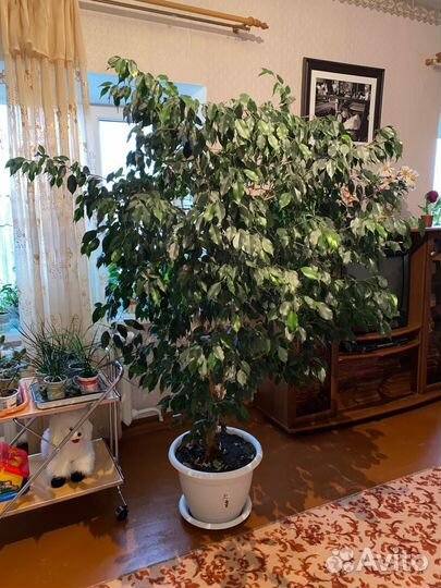 Фикус бенджамина