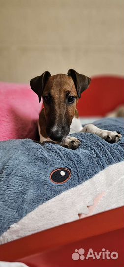 Фокстерьер гладкошерстный