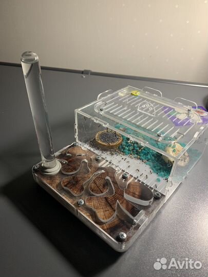 Муравьиная ферма