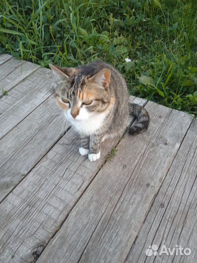 Кошка в дар бесплатно