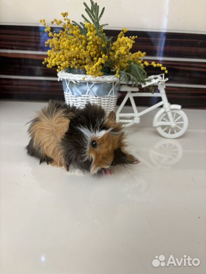 Перуанские свинки (большой выбор, разные окрасы)