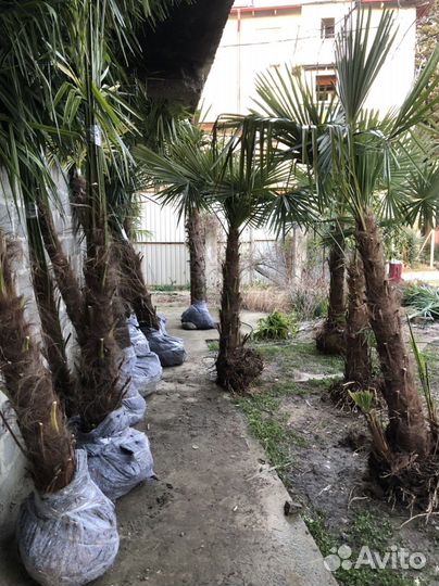 Пальмы трахикарпус