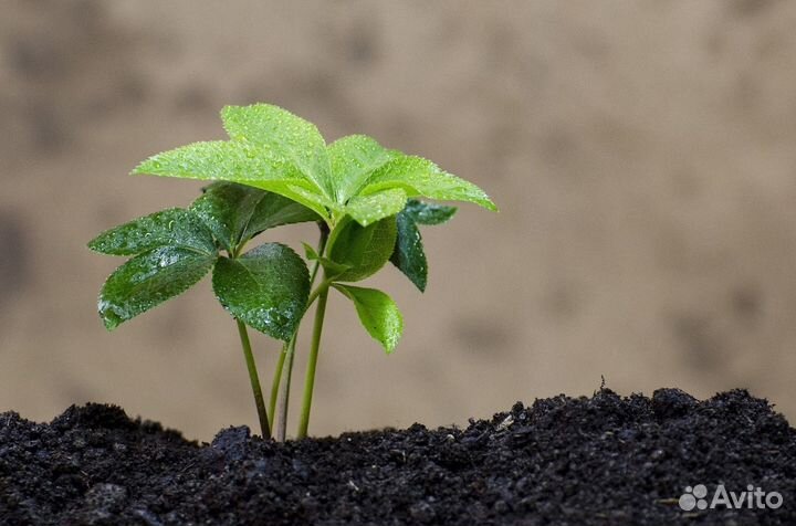Почвогрунт для теплицы