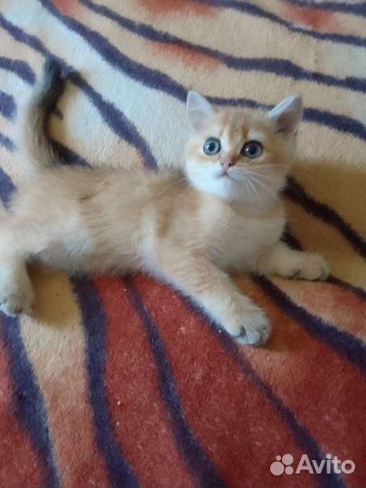 Золотые шиншиловые бриташки