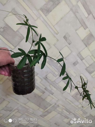 Пассифлора