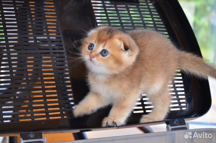 Породистые шотландские котята