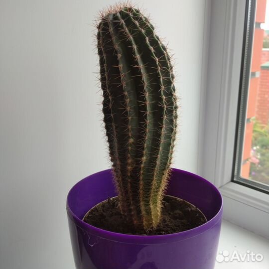 Кактус продам