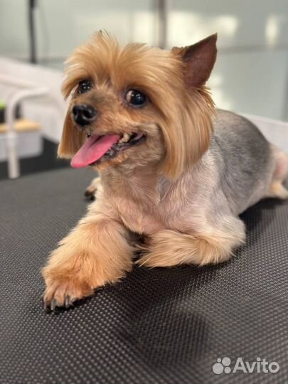 Стрижка собак и кошек/груминг/триминг/линька