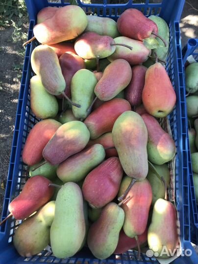 Саженцы груши талгарская красавица (ва-29)