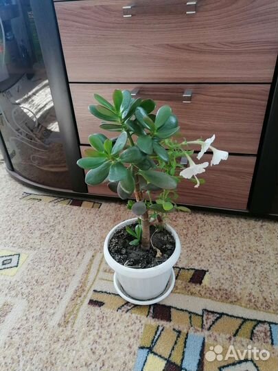 Денежное дерево толстянка