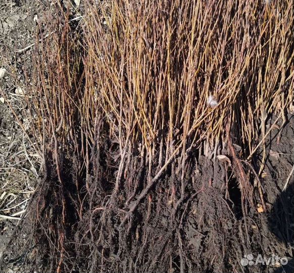 Вишня войлочная (саженцы)