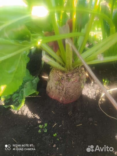 Свёкла кормовая для курей и других ж цена за кг