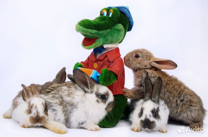 Кролики (бабочки, калифорнийские, черные строкачи)