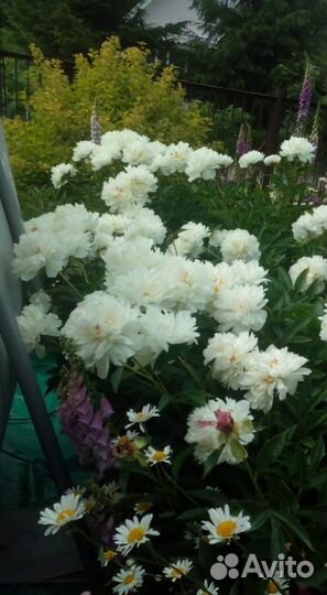 Пион корень взрослый