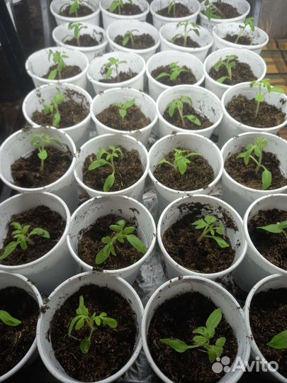 Рассада помидор