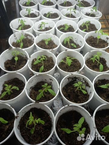 Рассада помидор
