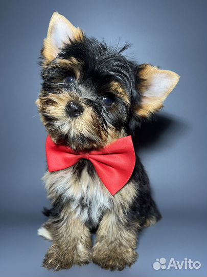 Йоркширский терьер