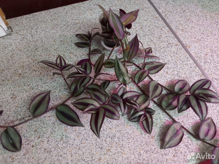 Традесканция