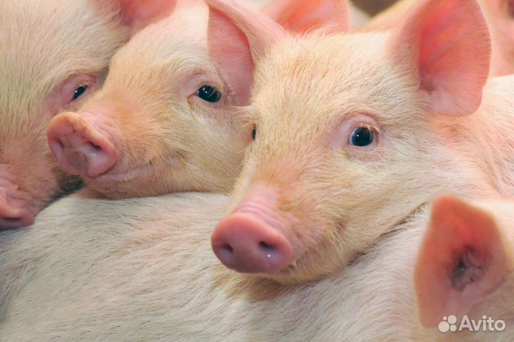 Поросята