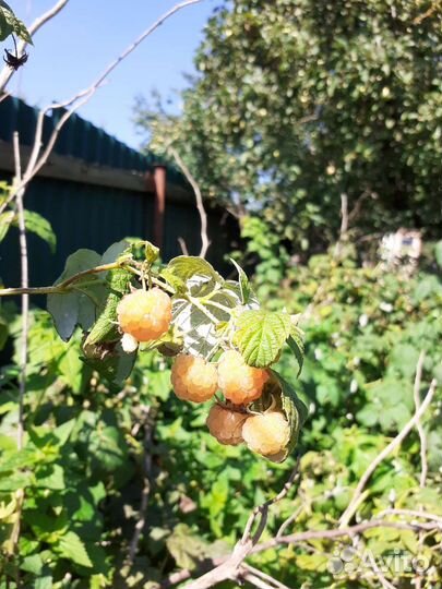 Жёлтая малина