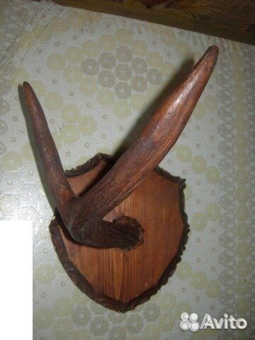 Рога лося на медальоне