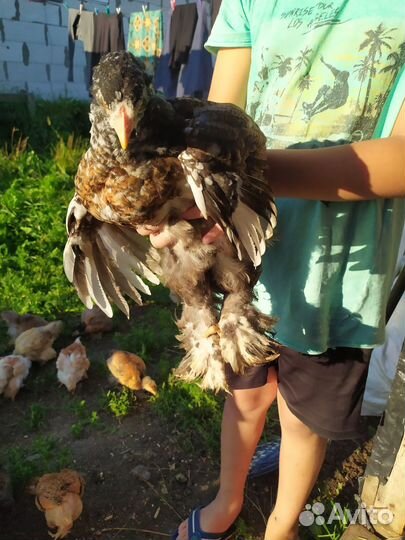 Цыплята породы брама