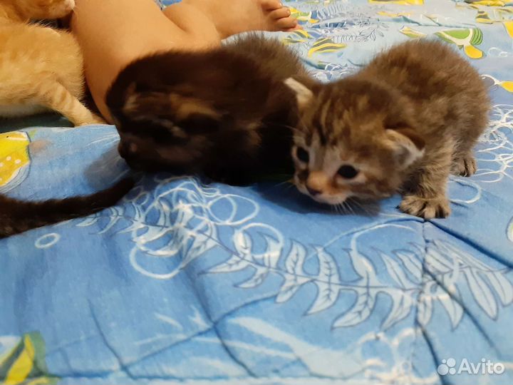 Котик кошечка