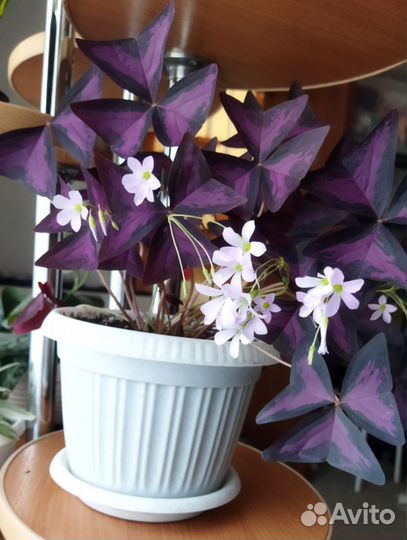 Кислица оксалис