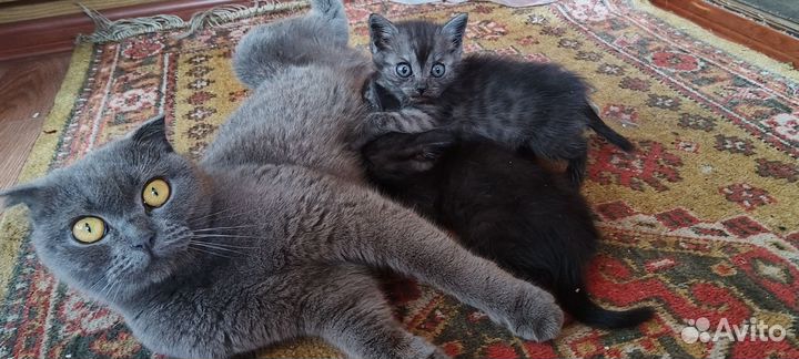 Шотландские