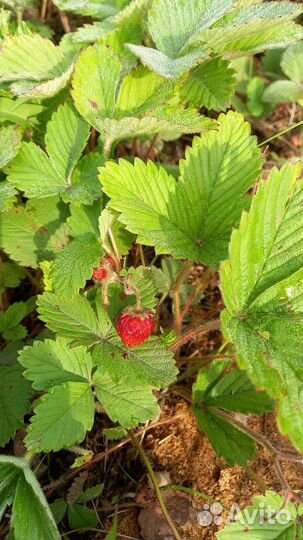 Земклубника