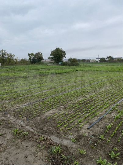 Участок 54 сот. (СНТ, ДНП)