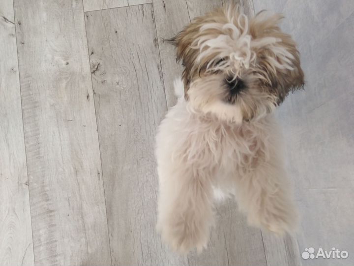 Шит цу щенки