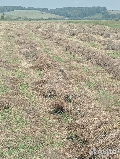 Сено в тюках разнотравье