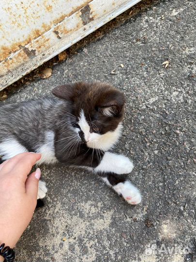 Котенок в добрые руки