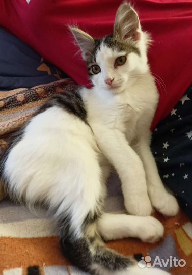 Кошка