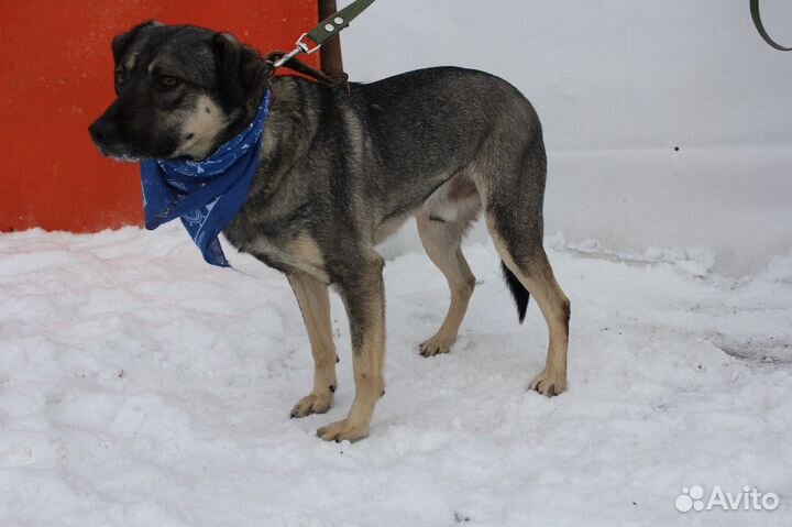 Невзрачный пёс заслуживает стать домашним