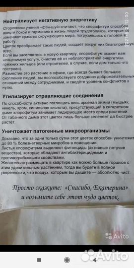 Самое полезное комнатное растение