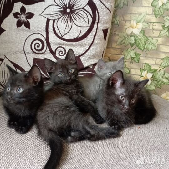 Котята в добрые руки бесплатно