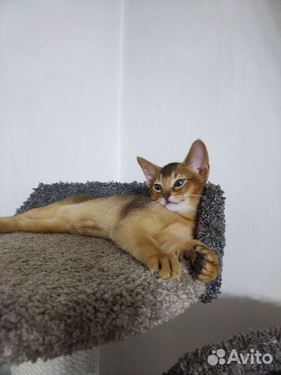 Абиссинская